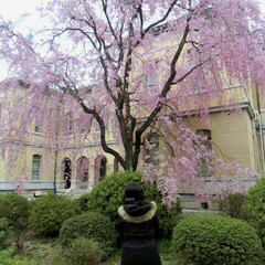 桜の名所/LIMIAおでかけ部/フォロー大歓迎/風景/春の一枚 コンテストに参加✨『春の一枚』

京都に…(1枚目)