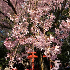 桜散策/LIMIAおでかけ部/おでかけ/風景/春の一枚/京都/... 春の一枚🌸
まだまだ冷え込み厳しいですが…(3枚目)
