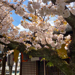 桜/春のフォト投稿キャンペーン/フォロー大歓迎/令和カウントダウン/春/おでかけ/... 今日は風はあったけど
まあまあのお天気☀…(3枚目)
