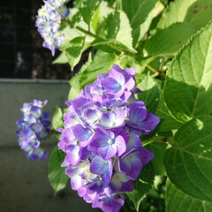 土壌/酸性/紫陽花/あじさい あじさいの花の色
青なので、ここの土地は…(3枚目)