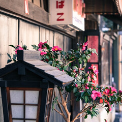 懐かしい風景/貴重な雛人形/温かいおもてなし/伝統的建造物が建ち並ぶ/茨城県桜川市真壁地区/真壁のひなまつり 真壁のひなまつり
江戸時代から昭和初期に…(7枚目)