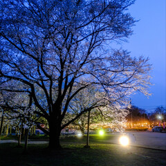 栃木県下野市天平の丘公園/優しい灯りと桜の花/ウツズミザクラが見頃/夜桜のほうがキレイ 桜が咲いても昼間は曇り空😥
夜桜のほうが…(5枚目)