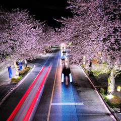 夜散歩は、気持ちいい/桜並木を満喫/夕暮れの桜/夜桜散歩 夕暮れから夜の桜並木通り
夜桜を楽しみな…(3枚目)