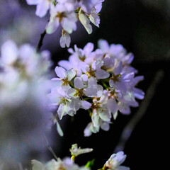 栃木県下野市天平の丘公園/優しい灯りと桜の花/ウツズミザクラが見頃/夜桜のほうがキレイ 桜が咲いても昼間は曇り空😥
夜桜のほうが…(4枚目)