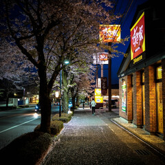 夜散歩は、気持ちいい/桜並木を満喫/夕暮れの桜/夜桜散歩 夕暮れから夜の桜並木通り
夜桜を楽しみな…(4枚目)