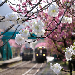 のんびり風景/ローカル線/花桃/ごうどえき/神戸駅/みどり市/... のんびり風景
ローカル線と花を追ってきた…(4枚目)