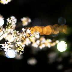 栃木県下野市天平の丘公園/優しい灯りと桜の花/ウツズミザクラが見頃/夜桜のほうがキレイ 桜が咲いても昼間は曇り空😥
夜桜のほうが…(3枚目)