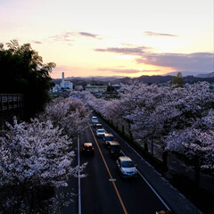 夜散歩は、気持ちいい/桜並木を満喫/夕暮れの桜/夜桜散歩 夕暮れから夜の桜並木通り
夜桜を楽しみな…(2枚目)