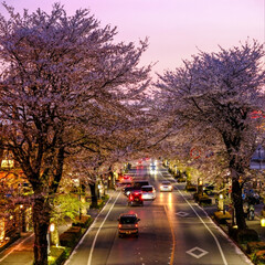 夜散歩は、気持ちいい/桜並木を満喫/夕暮れの桜/夜桜散歩 夕暮れから夜の桜並木通り
夜桜を楽しみな…(1枚目)