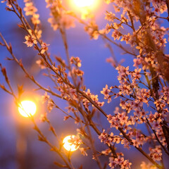 栃木県下野市天平の丘公園/優しい灯りと桜の花/ウツズミザクラが見頃/夜桜のほうがキレイ 桜が咲いても昼間は曇り空😥
夜桜のほうが…(1枚目)