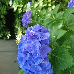 土壌/酸性/紫陽花/あじさい あじさいの花の色
青なので、ここの土地は…(2枚目)