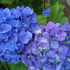 土壌/酸性/紫陽花/あじさい あじさいの花の色
青なので、ここの土地は…(1枚目)