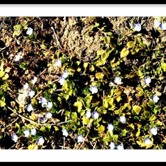 花のある暮らし/春ですね/オオイヌノフグリ オオイヌノフグリが咲いています♥♪
春で…(1枚目)