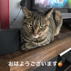 にゃんこ日めくり/キジトラ女子 おはようございます
本日も曇り空で蒸して…