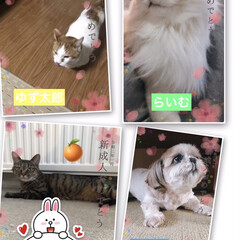 祝い成人/シーズー/マンチカン短足/キジトラ女子/チンチラシルバー/わんこ同好会/... おはようございます☺️
仕事が変則的にな…