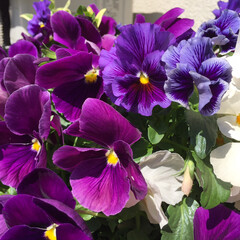 玄関先の花🌸てんとう虫🐞/気持ちがいいお天気 暖かい日ですね〜😊

玄関先が、とても良…(3枚目)