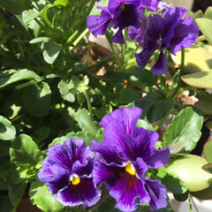 玄関先の花🌸てんとう虫🐞/気持ちがいいお天気 暖かい日ですね〜😊

玄関先が、とても良…(4枚目)