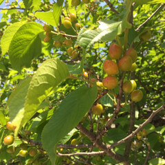 暮らし 徐々に色づきはじめました。🍒🍒🍒
昨年は…(1枚目)