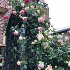 バラ/ガーデニング/フェンス薔薇/薔薇/フォロー大歓迎 お天気が良くて、あっという間に満開。沢山…(3枚目)