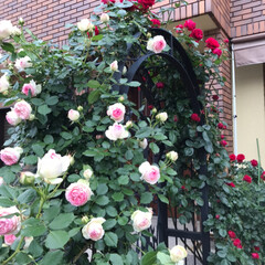 バラ/ガーデニング/フェンス薔薇/薔薇/フォロー大歓迎 お天気が良くて、あっという間に満開。沢山…(2枚目)