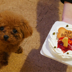誕生日/愛犬/ペット/犬/わんこ同好会 昨日はココの1歳のお誕生日でした。お誕生…(3枚目)