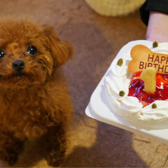 誕生日/愛犬/ペット/犬/わんこ同好会 昨日はココの1歳のお誕生日でした。お誕生…(1枚目)