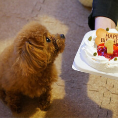 誕生日/愛犬/ペット/犬/わんこ同好会 昨日はココの1歳のお誕生日でした。お誕生…(4枚目)