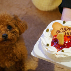 誕生日/愛犬/ペット/犬/わんこ同好会 昨日はココの1歳のお誕生日でした。お誕生…(2枚目)