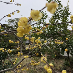 花 蝋梅です💕今年も、綺麗に、咲き初め
て、…(1枚目)
