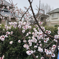 空/花/LIMIAおでかけ部/フォロー大歓迎/猫/おでかけ/... 桜🌸あちらこちらで
咲き誇って💕🎶可愛い💕(1枚目)