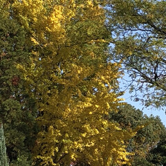 秋/銀杏の木/フォロー大歓迎 もう、銀杏の木も 葉っぱが
落ちてるのが…(1枚目)
