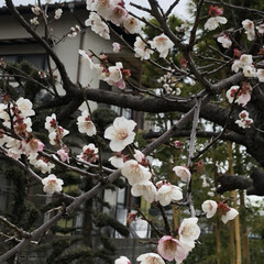 花/空/フォロー大歓迎/猫/おでかけ/旅行/... 桜の花も、随分咲いていましたよぉ〜💕🎶🐾…(1枚目)
