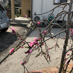 空/雲/花/LIMIAおでかけ部/フォロー大歓迎/猫/... 1本の木なのに、ピンクと白の花が、咲いて…(2枚目)