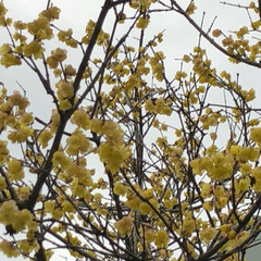 空/花/フォロー大歓迎/猫/おでかけ/旅行/... 黄色の梅の花なのかなぁ？
枝垂れ梅は、変…(2枚目)