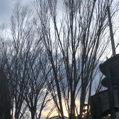花/空/LIMIAおでかけ部/フォロー大歓迎/猫/おでかけ/... 木の隙間から 見えた夕陽が
綺麗で、、、…(1枚目)