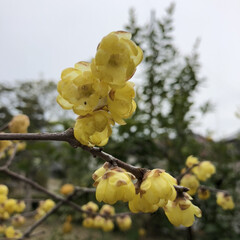 花 蝋梅です💕今年も、綺麗に、咲き初め
て、…(3枚目)