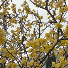 空/花/フォロー大歓迎/猫/おでかけ/旅行/... 黄色の梅の花なのかなぁ？
枝垂れ梅は、変…(1枚目)