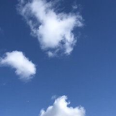 花/空/LIMIAおでかけ部/フォロー大歓迎/猫/おでかけ/... 今日は 綺麗な青空です。
でも、風が凄く…(1枚目)