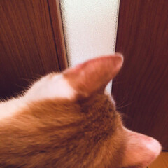 ピンク/肉球/猫が好き/ドア/すりガラス/ねこ/... ニラレバさん、
帰ってくる音が聞こえるな…(5枚目)