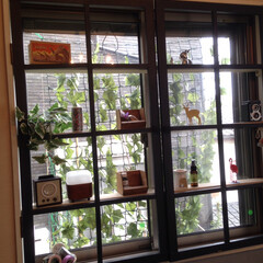 フェイクグリーン/DIY/インテリア/住まい/リフォーム DIYで作った窓枠。棚板も付けたのでディ…(1枚目)