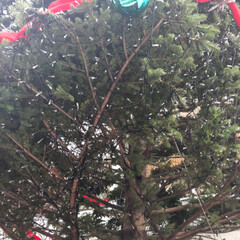 クリスマス/きれい/ツリー/クリスマスツリー 会社近くで見つけたクリスマスツリー。大き…(2枚目)