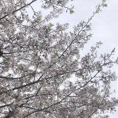 春/桜/春のフォト投稿キャンペーン/LIMIAおでかけ部/おでかけワンショット だいぶ花が散りました〜ちょこちょこ新緑が…