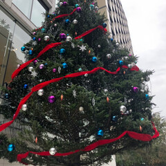 クリスマス/きれい/ツリー/クリスマスツリー 会社近くで見つけたクリスマスツリー。大き…(1枚目)