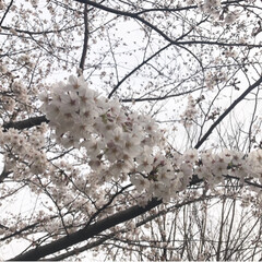 桃/桜/花/春/LIMIAおでかけ部/風景/... 近所におでかけしたら、桜が満開!桃や水仙…
