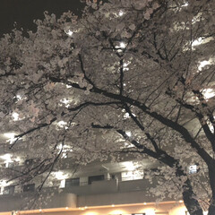 春/桜/夜桜/春のフォト投稿キャンペーン/LIMIAおでかけ部/おでかけ 近所桜並木は一本一本大きいんです!写真サ…