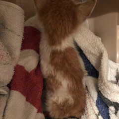 保護猫/保護猫出身/ネコ/ねこ/癒し/ペット/... 21時頃、旦那を迎えに行った帰り
道路の…