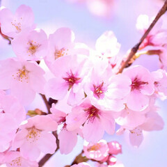 一眼レフカメラ/一眼レフ/さくら/サクラ/桜 今年も桜が咲きました(*´ー｀*)

ミ…(6枚目)