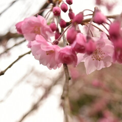 春/サクラ/さくら/春爛漫/桜/風景/... (6枚目)