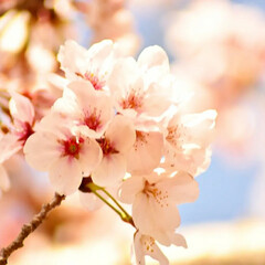 一眼レフカメラ/一眼レフ/さくら/サクラ/桜 今年も桜が咲きました(*´ー｀*)

ミ…(3枚目)