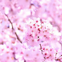 一眼レフカメラ/一眼レフ/さくら/サクラ/桜 今年も桜が咲きました(*´ー｀*)

ミ…(4枚目)